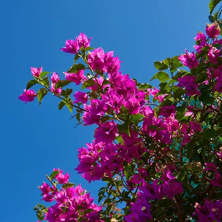 Prázdninový dům La Casa Dei Merli Capri